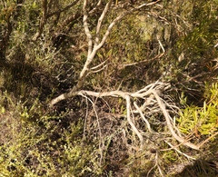 Leucadendron eucalyptifolium