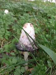 Coprinus comatus