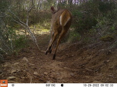 Tragelaphus sylvaticus sylvaticus