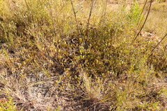 Osteospermum pyrifolium
