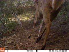 Tragelaphus sylvaticus sylvaticus