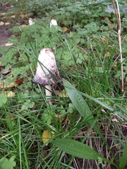 Coprinus comatus