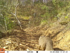 Herpestes pulverulentus