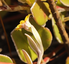 Osteospermum pyrifolium