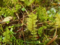 Trichocolea mollissima