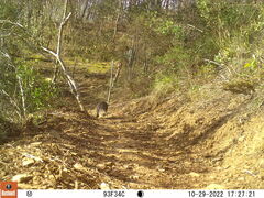 Herpestes pulverulentus