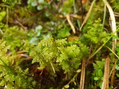 Trichocolea mollissima