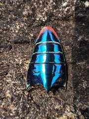 Sternocera chrysis