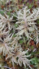 Hylocomium splendens