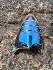 Sternocera chrysis