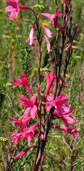 Watsonia borbonica