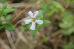 Chaenostoma integrifolium