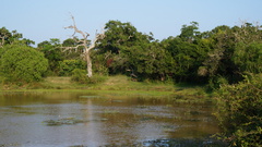 Panthera pardus kotiya