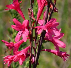 Watsonia borbonica
