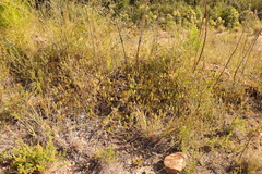 Osteospermum pyrifolium