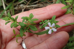 Chaenostoma integrifolium