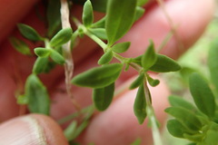 Chaenostoma integrifolium