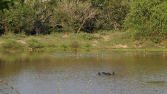 Panthera pardus kotiya
