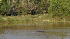 Panthera pardus kotiya