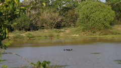 Panthera pardus kotiya