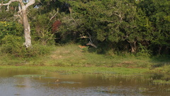 Panthera pardus kotiya