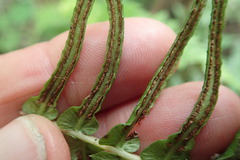 Blechnum punctulatum