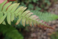 Blechnum punctulatum