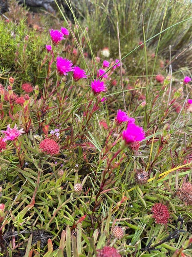 Image of Lampranthus tenuifolius by (c) Charleen Brunke, some rights reserved (CC BY)