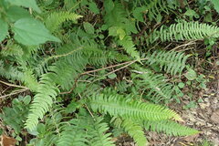 Blechnum punctulatum