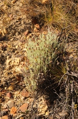 Syncarpha gnaphaloides