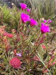 Lampranthus tenuifolius