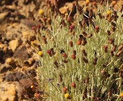 Syncarpha gnaphaloides