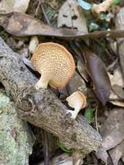 Neofavolus alveolaris