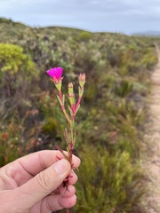 Lampranthus tenuifolius