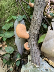 Neofavolus alveolaris