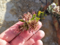 Leucospermum calligerum