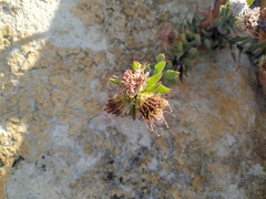 Leucospermum calligerum