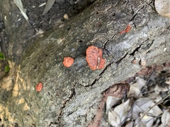Trametes coccinea