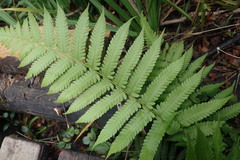Christella gueintziana