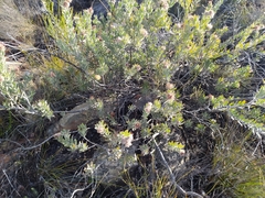 Leucospermum calligerum