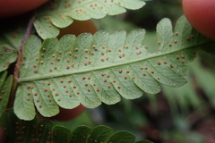 Christella gueintziana