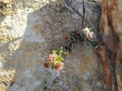 Leucospermum calligerum