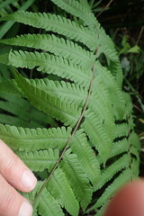 Christella gueintziana