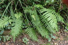 Christella gueintziana