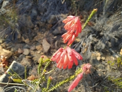 Erica cerinthoides