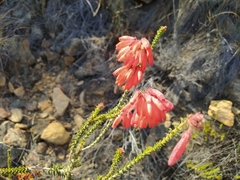 Erica cerinthoides