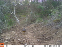 Turdus olivaceus olivaceus