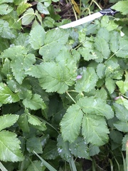 Aegopodium
