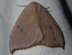 Watsonalla uncinula