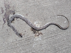 Coelognathus helena